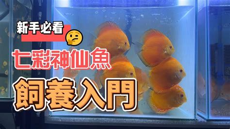 七彩神仙魚飼養入門